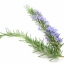 กลิ่นโรสแมรี่ Rosemary Fragrance 450ML