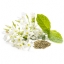 หัวน้ำหอมกลิ่นWhiteJasmine&Mint (ไม่เร่งเทส) ขนาด1000ML : 002881