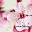 กลิ่นน้ำหอม กลิ่น Cherry Blossom (เชอรี่ บลอสซั่ม) ขนาด 100 ML